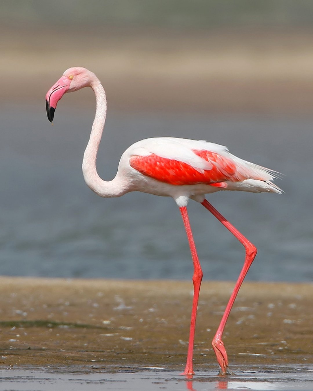 Wildlife Sanctuaries